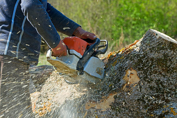 Tree Branch Trimming in Fellsmere, FL